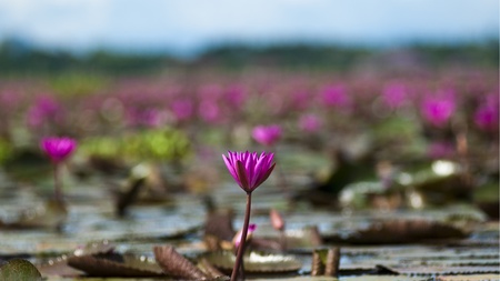 Pink lotus in lakeの写真素材