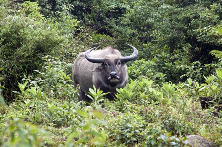 buffalo standing on green grass and looking to a camera    forest, Vietnam の写真素材