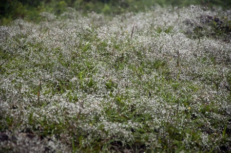 Pasture and water droplets of drizzle.Fansipan Vietnamの写真素材