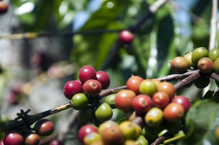 coffee tree with ripe fruits の写真素材