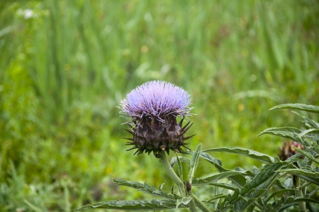 One flower with green background,sapa Indonesiaの写真素材