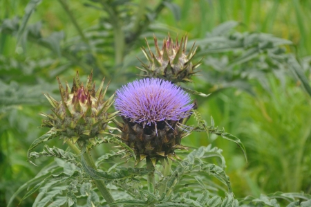 viorate color flower,sapa Indonesiaの写真素材