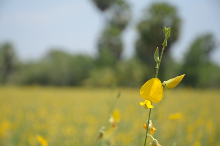 Yellow field of crotalaria juncea with palm trees in Thailandの写真素材