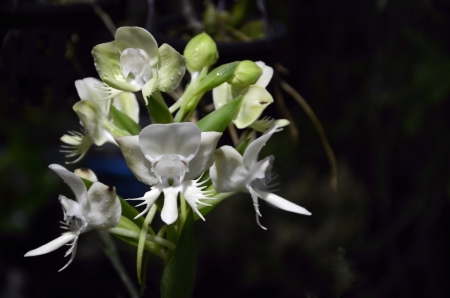 white  orchid with dark backgroundの写真素材