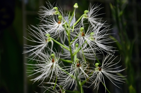 white ORCHID の写真素材