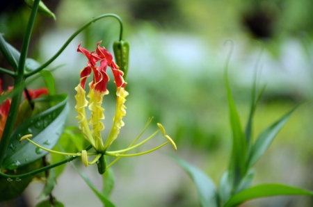 Climbing Lily Can be found common Songkhla Thailnadの写真素材