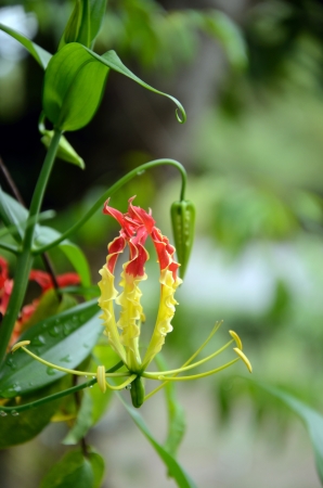 Climbing Lily Can be found common Songkhla Thailnadの写真素材