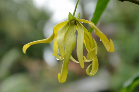 Cananga fruticosa ,Dwarf Ylang-Ylang,Story originated as a type of Songkhla Thailandの写真素材