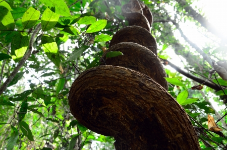 Vine in nature pattern of life,Khohong Hill Hatyai Thailandの写真素材
