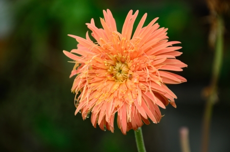 one gebera on Green backgroundの写真素材