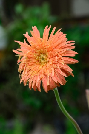 focus one gebera on Green backgroundの写真素材