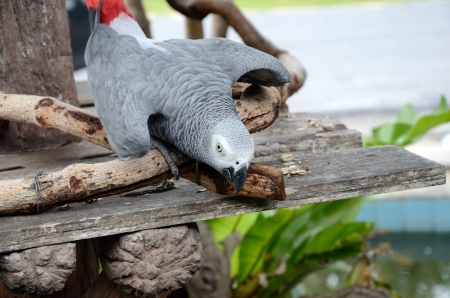 Gray African Parrot ,Songkhla Soo Thailandの写真素材