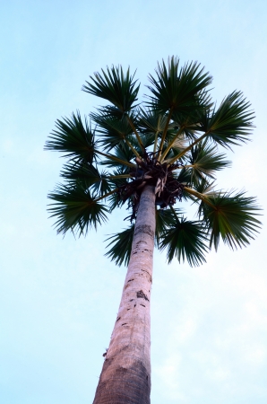 Silhouette palm treeの写真素材