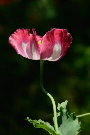 Opium poppy papaver の写真素材