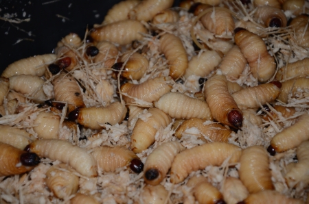 Red palm weevil, Asian palm weevil. The neonate  larvae  are yellowの写真素材