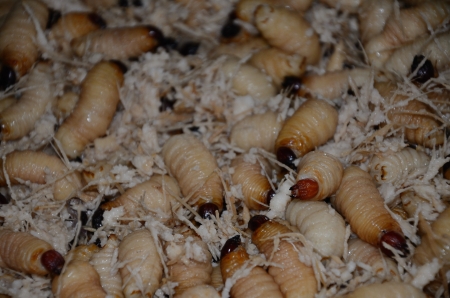 Red palm weevil, Asian palm weevil. The neonate  larvae  are yellowの写真素材