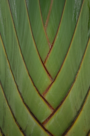 Texture of Traveller's tree ,Palmの写真素材