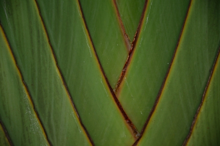 Texture of Traveller's tree ,Palmの写真素材