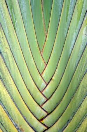 Texture of Traveller's tree ,Palmの写真素材