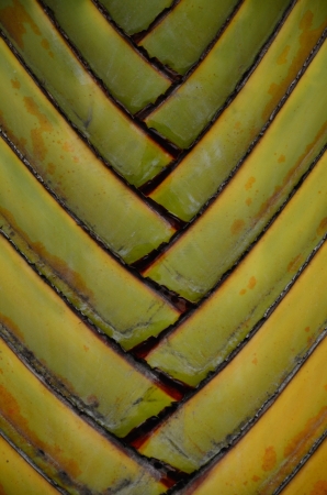 Texture of Traveller's tree ,Palmの写真素材