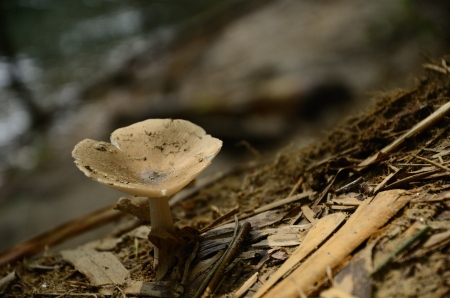 Forest mushrooms under bamboo treeの写真素材