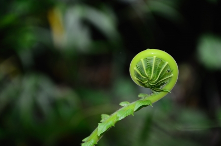 Unfurling Fern Tip  focus on the mechanical outlines ,nature Thailandの写真素材