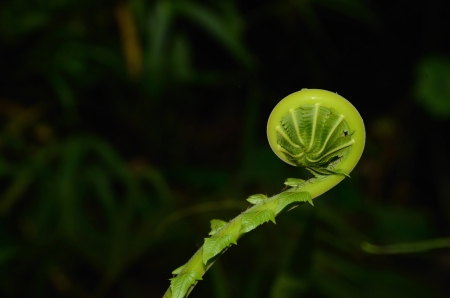 Unfurling Fern Tip  focus on the mechanical outlines ,nature Thailandの写真素材