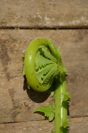 Unfurling Fern Tip  on vintage woodの写真素材