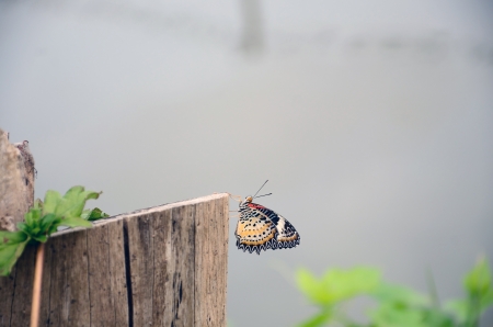 Butterfly on a Stumpの写真素材