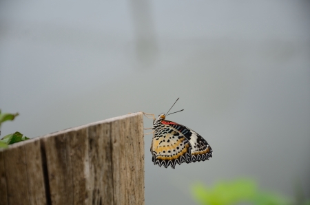 Butterfly on a Stumpの写真素材