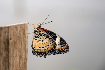 Butterfly on a Stumpの写真素材