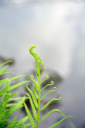 young fern leaf  nature background の写真素材