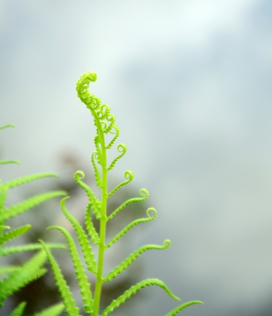 young fern leaf  nature background の写真素材