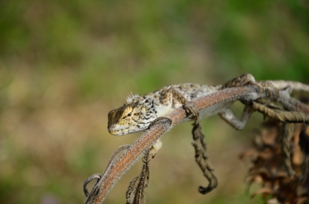 Closeup of a young iguana in natural enviorement の写真素材