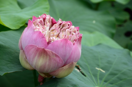 pink lotus with natural light.の写真素材