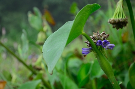 flower in nature.Thailandの写真素材