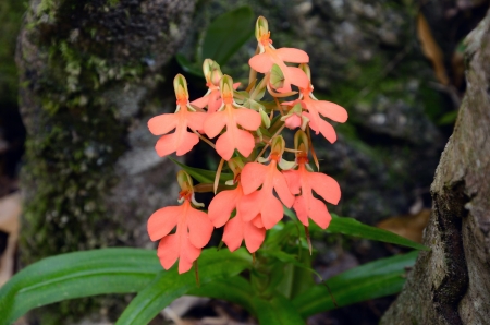 The Red-Lipped Habenaria .Thailandの写真素材