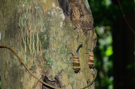 Wide animal  inrain forest Thailand