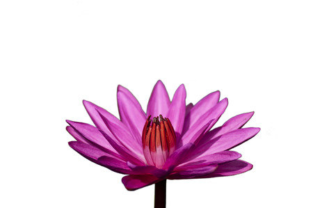 pink lotus on an isolated white backgroundの写真素材