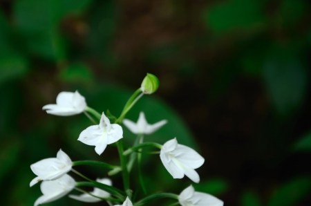 White Wild orchid with dark background.Thailandの写真素材