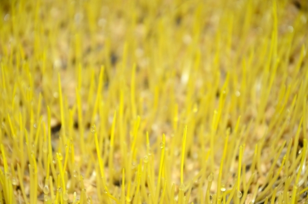 Wheat seedlings  in Flowerpotの写真素材
