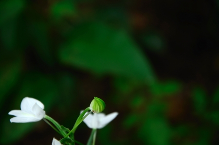 White Wild orchid with dark background.Thailandの写真素材
