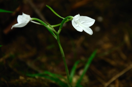 White Wild orchid with dark background.Thailandの写真素材