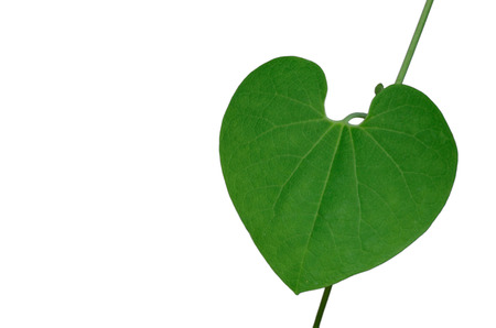 Heart-shaped leaves on an isolated white background.