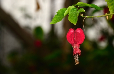 The flower Fuchsia magellanica in a parkの写真素材