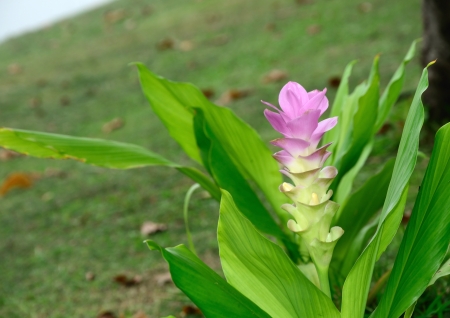 Siam Tulip.Queen Sirikit Park, Bangkok, Thailand.の写真素材