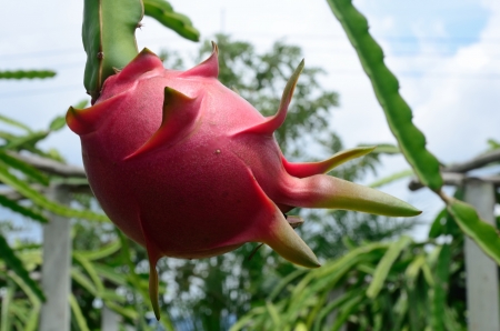 The Dragon Fruit Gardenの写真素材