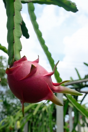 The Dragon Fruit Gardenの写真素材
