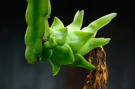 The Dragon Fruit Gardenの写真素材