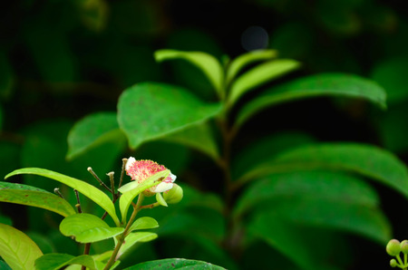 Atmosphere in the garden,QueenSirikitPark Thailandの写真素材